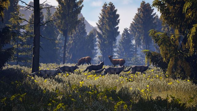 Susia : Vivre la vie d'un loup